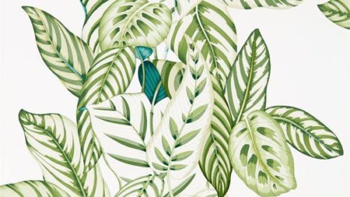 Calathea 216630